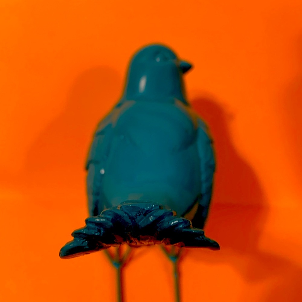 Blue Bird - Picture 3 of 6